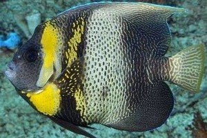Cortez angelfish