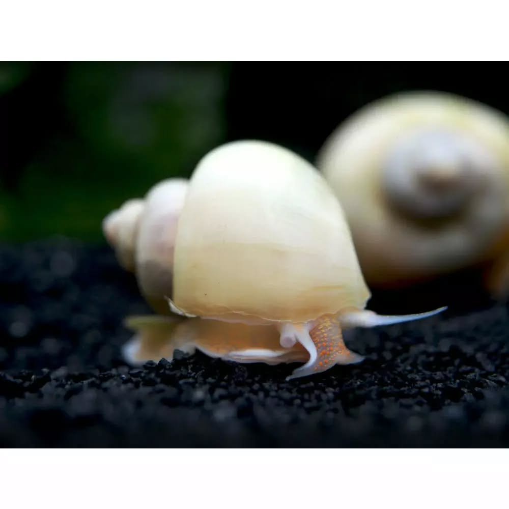 Golden mystery snail