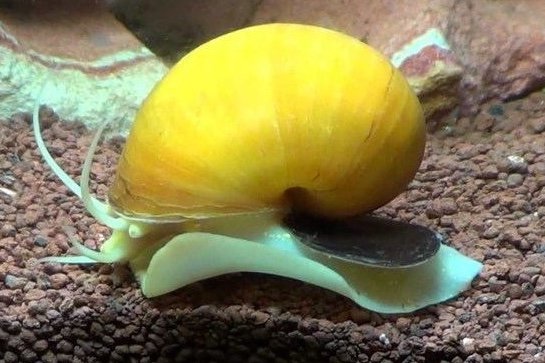 Channeled applesnail