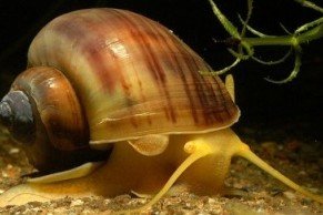 Maya apple snail