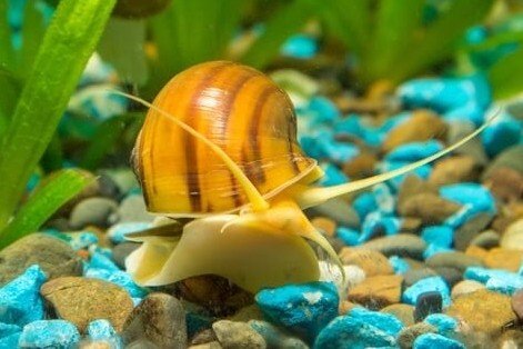 Mystery snail