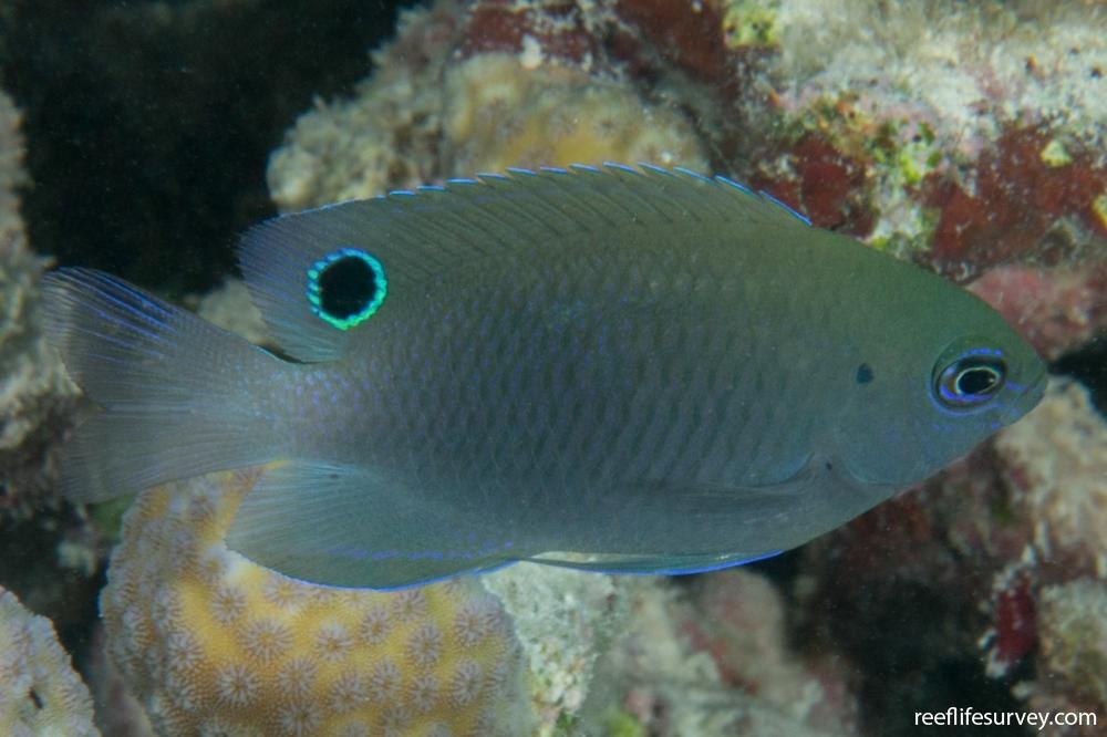 Dusky damselfish