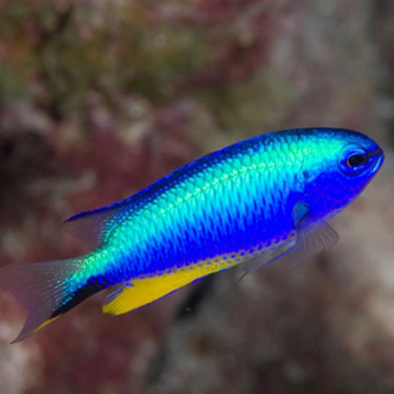 Andaman damsel