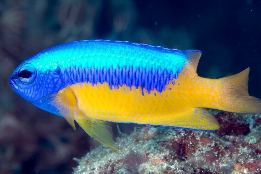 Goldbelly damselfish