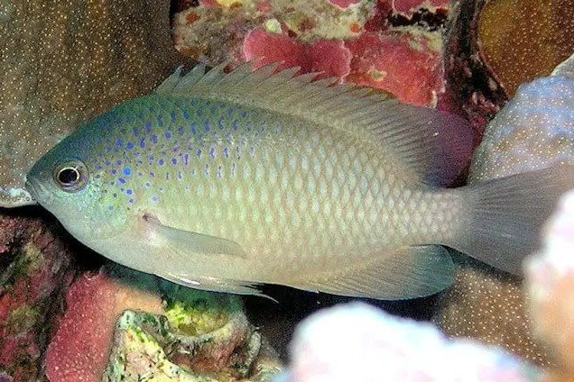 Blue-spotted damselfish