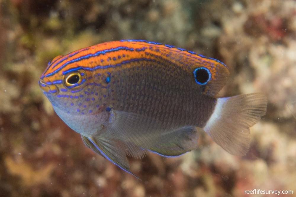 Spotted damselfish