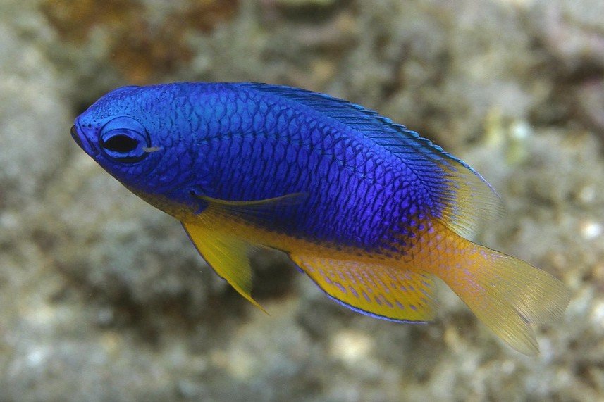 Blue damselfish