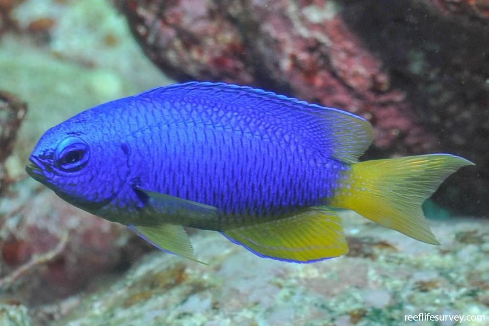 Neon damselfish