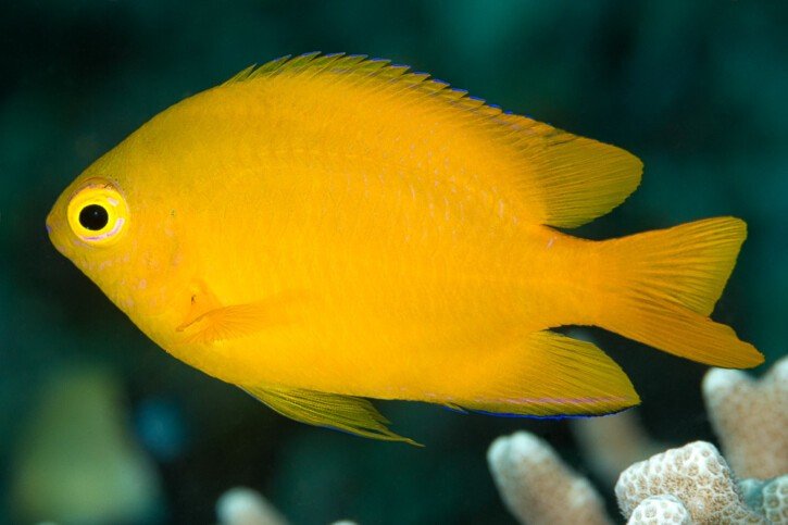 Lemon damsel