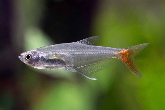 Prionobrama filigera