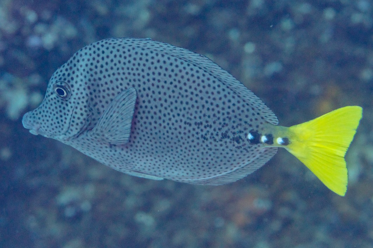 Razor surgeonfish