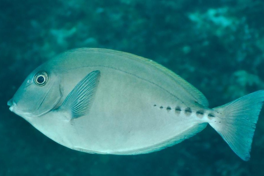 Prionurus microlepidotus