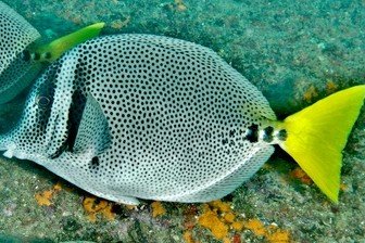 Yellowtail Surgeonfish