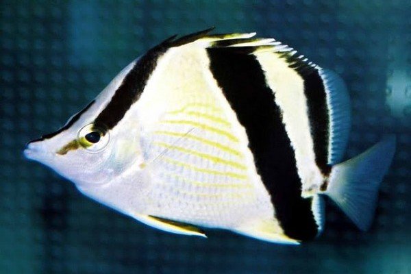 French butterflyfish