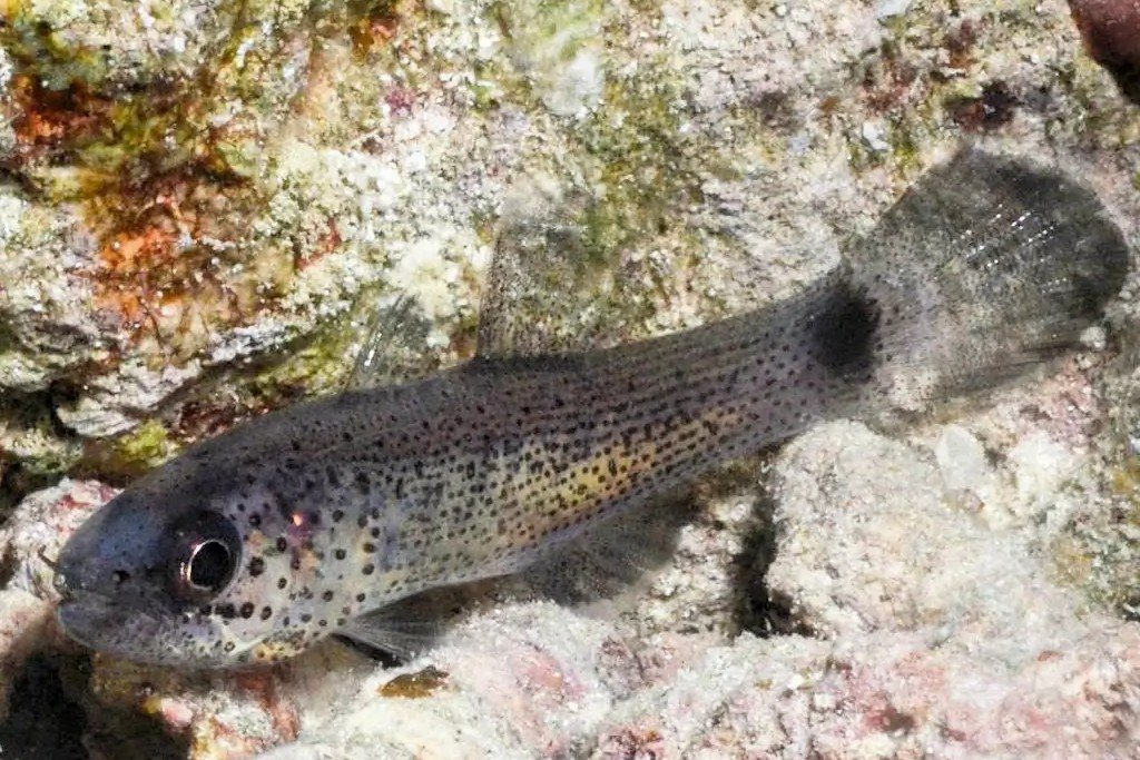 Gelatinous cardinalfish