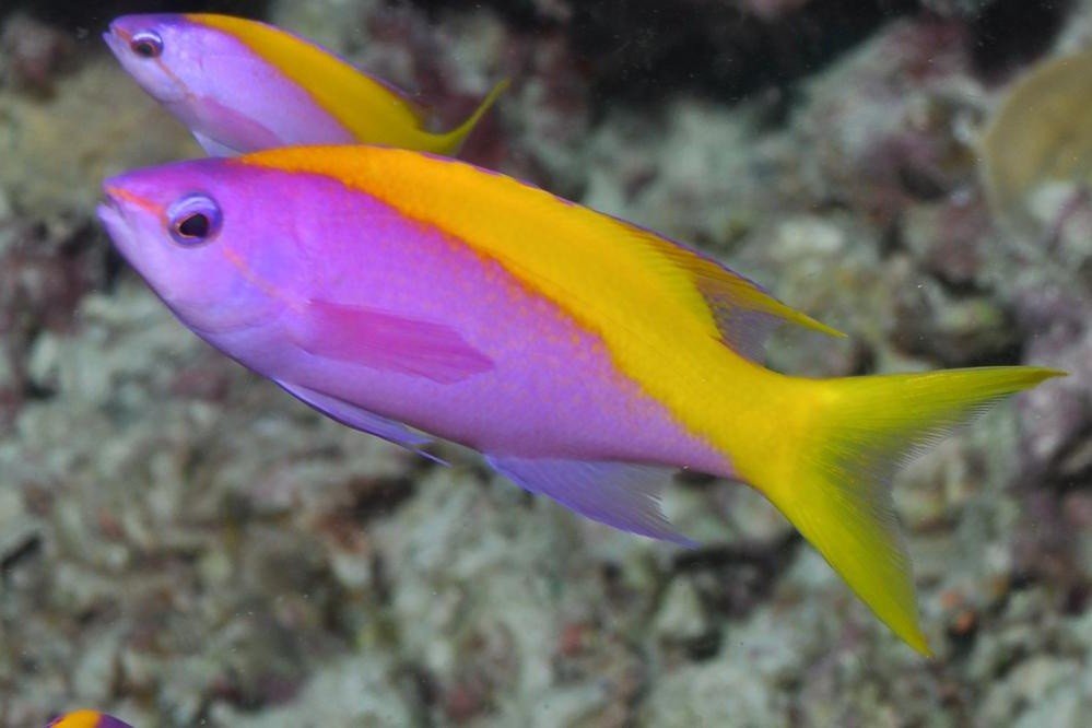 Yellowtail anthias