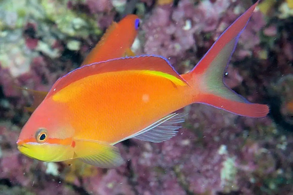 Flame anthias
