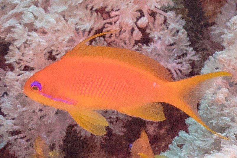 Sea goldie