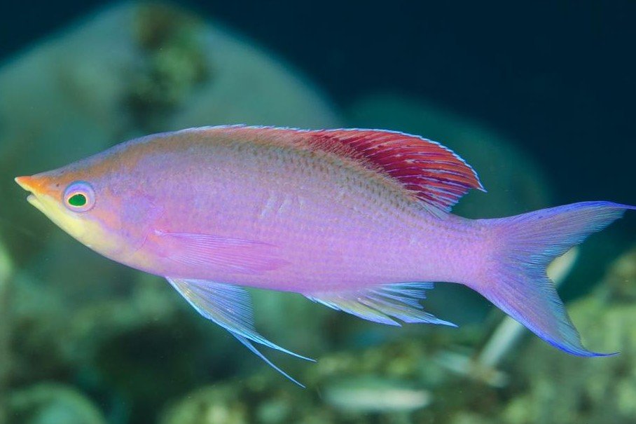 Pseudanthias tuka