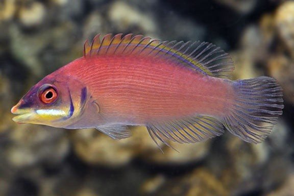 Pseudocheilinus evanidus