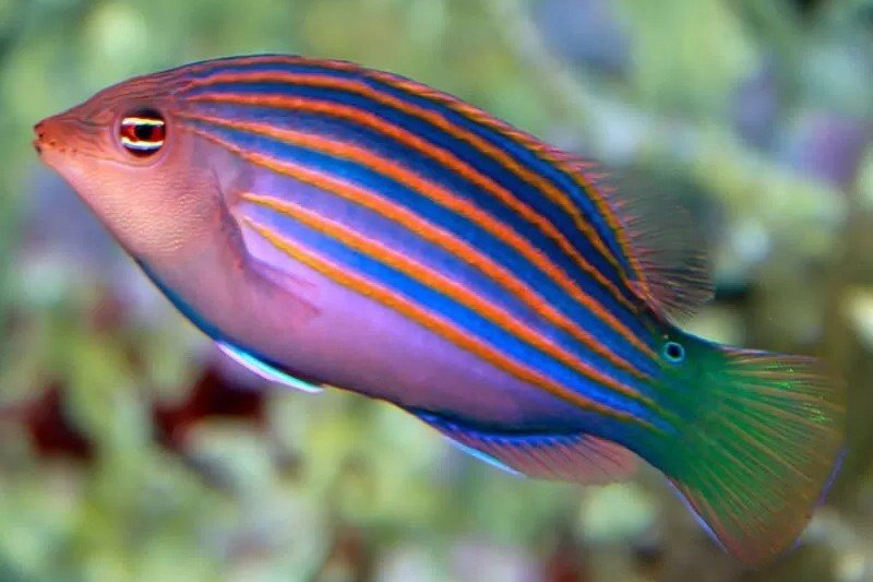 Six-line wrasse