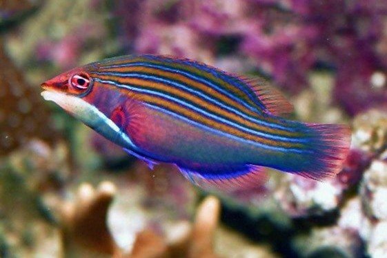 Four-lined wrasse