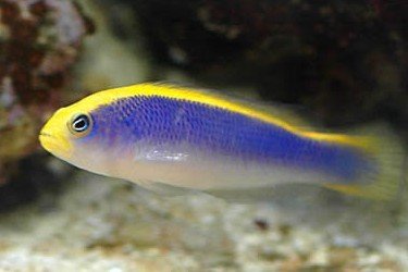 Yellowhead dottyback