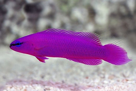 Orchid dottyback