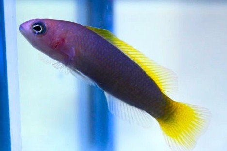 Marshall dottyback