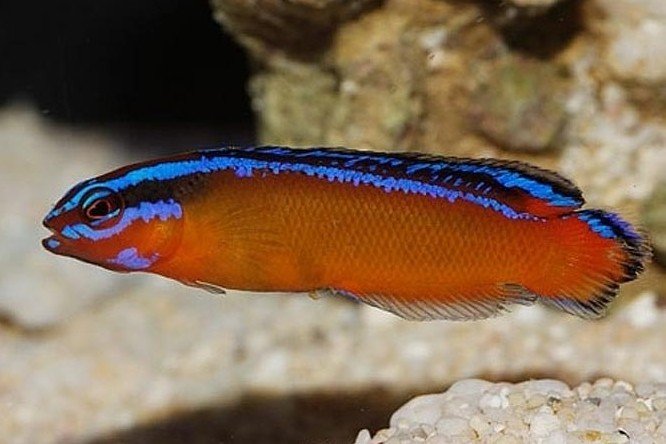 Pseudochromis socotraensis