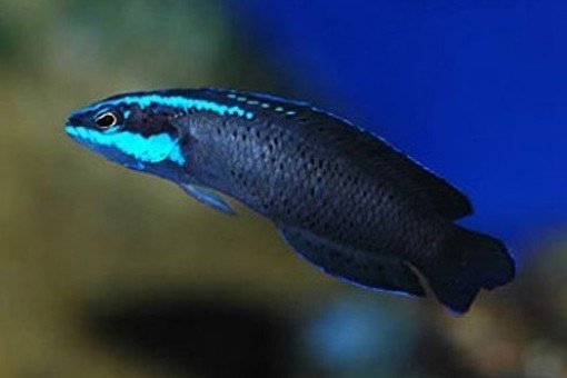 Blue-striped dottyback
