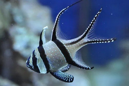 Banggai cardinalfish