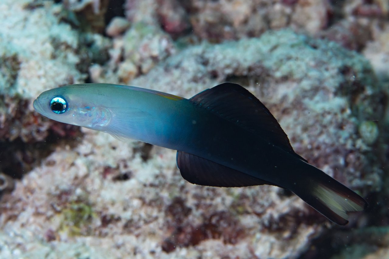 Blackfin dartfish