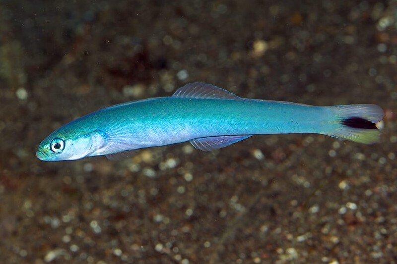 Spotted-tail dartfish