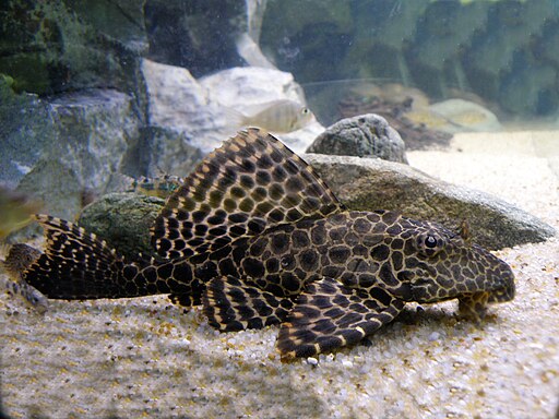 Pterygoplichthys gibbiceps