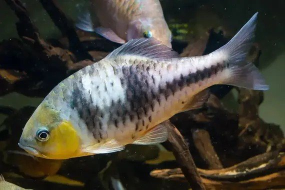 Puntius lateristriga