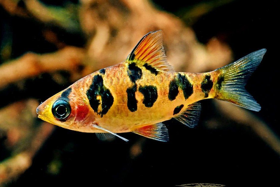 Puntius rhomboocellatus