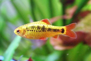 Puntius semifasciolatus
