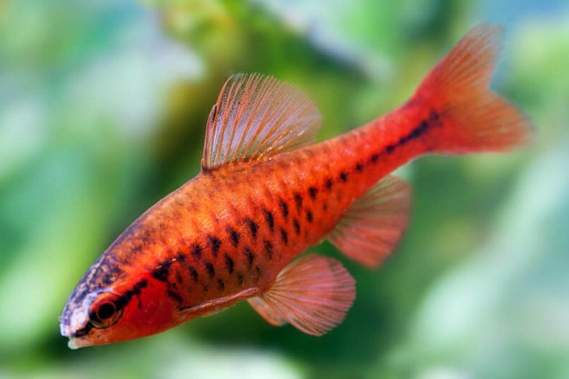 Puntius titteya