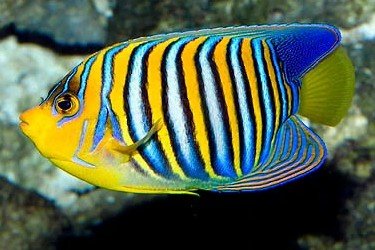 Regal angelfish