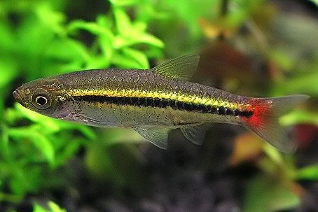 rasbora borapetensis