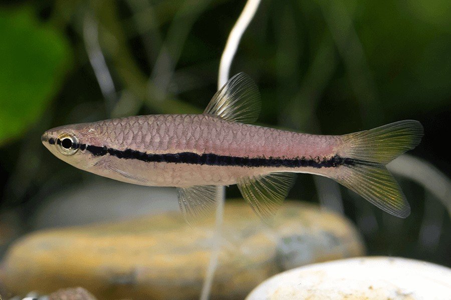 Rasbora einthovenii