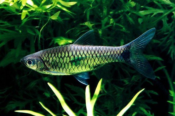 Rasbora elegans