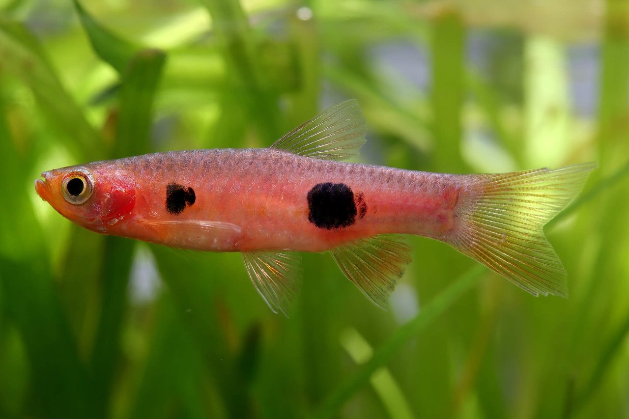 Rasbora kalochroma