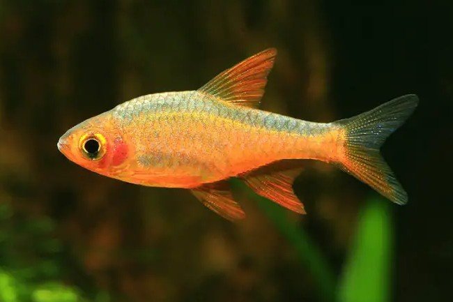 Rasbora vaterifloris