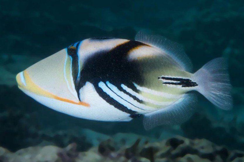 Picasso triggerfish