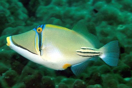 Arabian Picasso triggerfish