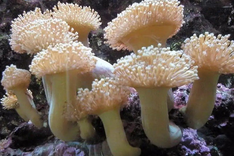 Milk Leather Coral