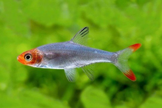 Sawbwa resplendens
