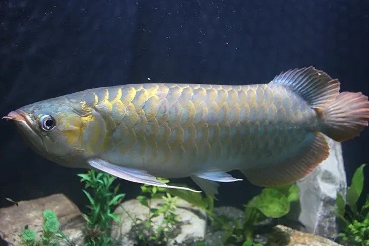 Asian arowana